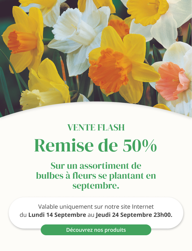 Vente flash sur une sélection de bulbes à fleurs - Du 14 au 24 septembre 23h00