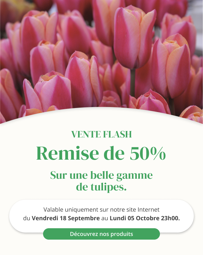 Vente flash sur une belle gamme de tulipes - Du 18 septembre au 05 octobre 23h00