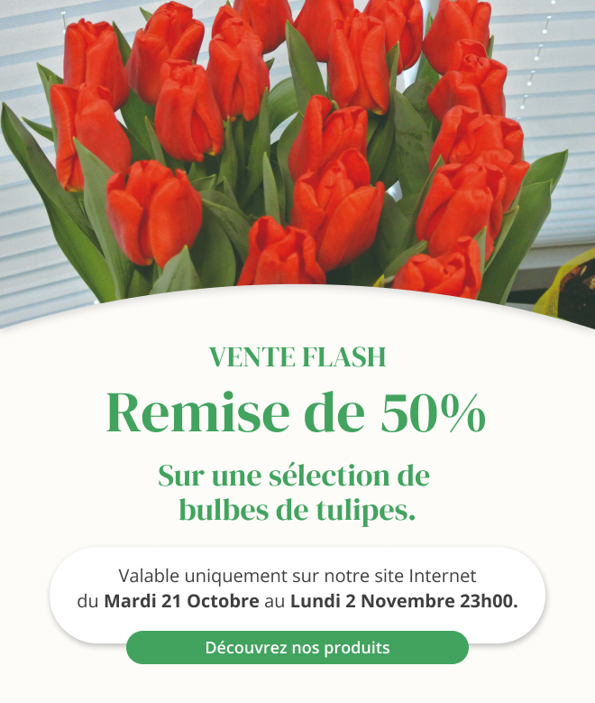 Vente flash sur une sélection de bulbes de tulipes - Du 21 octobre au 2 novembre 23h00