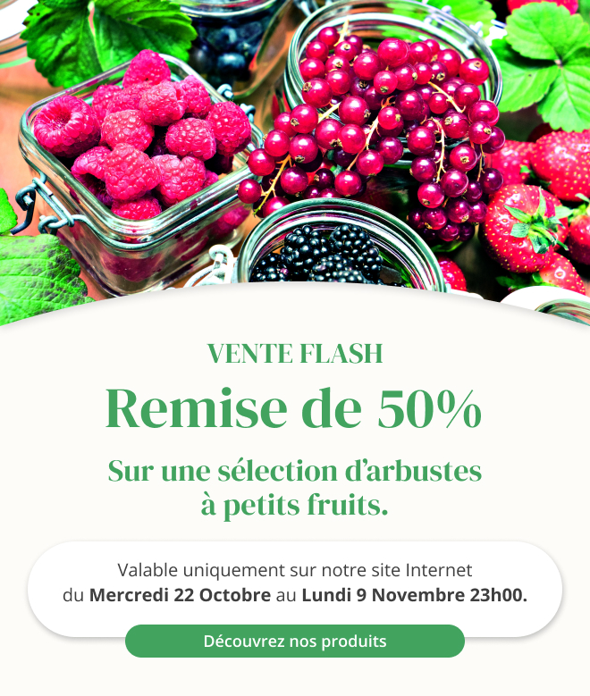 Vente flash sur une sélection d'arbustes à petits fruits - Du 22 octobre au 9 novembre 23h00