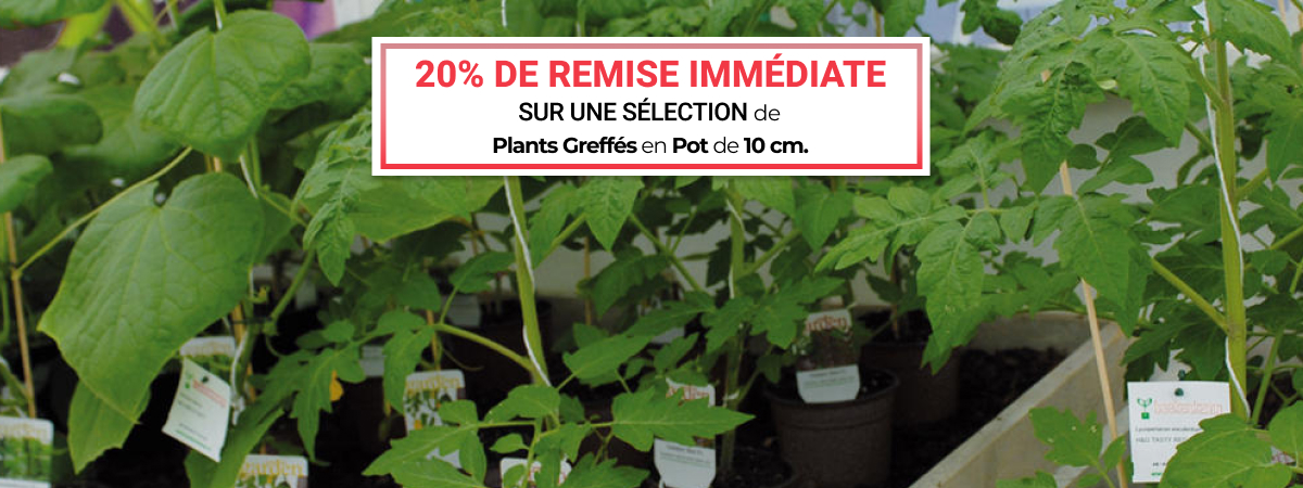 Vente flash de Plants Greffés en pot de 10 cm - Du 23 mars au 31 mars 23h00