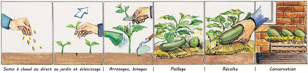 Tableau synoptique - COURGETTE SLAOUI ou SLAWI (lagenaria longissima)